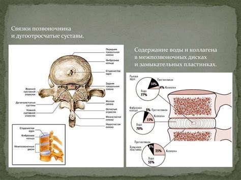 Остеохондроз. Строение позвоночника - online presentation