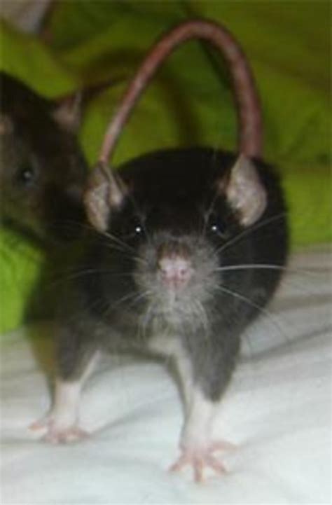 Homemade Rat Treats | HubPages