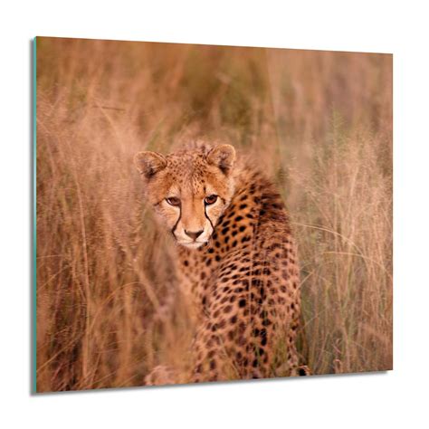 ArtprintCave Gepard Trawa Natura Nowoczesne Foto Na Szkle 60x60 Cm