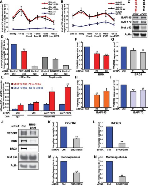 Mutant P53 Cooperates With The SWI SNF Chromatin Remodeling Complex To