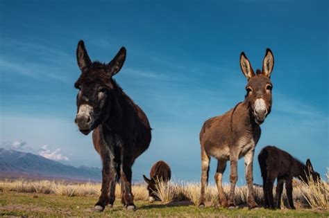 Retour La Vie Sauvage Un Ne Gar Retrouv Cinq Ans Plus Tard En