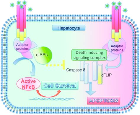 Inflammatory and apoptotic pathways. After TNF binds to its receptor ... 