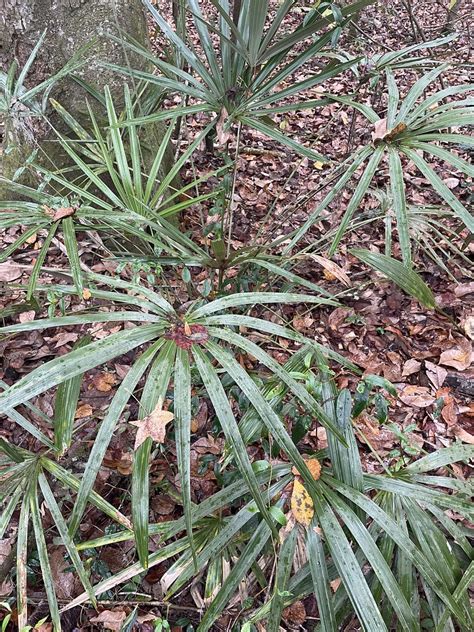 Rhapidophyllum Hystrix Context Arecaceae Needle Palm Tee Flickr