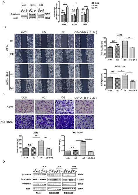 Op B Suppresses The Migration And Invasion Of Nsclc Cells By Reversing