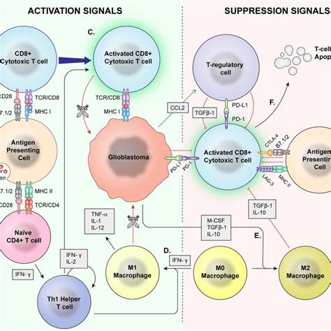 Immune Checkpoint Inhibition A Immune Checkpoints Hinder T Cell