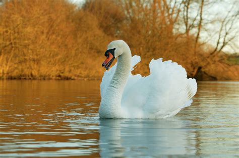 Mute Swan Male Showing Aggression Photograph by Nhpa - Fine Art America