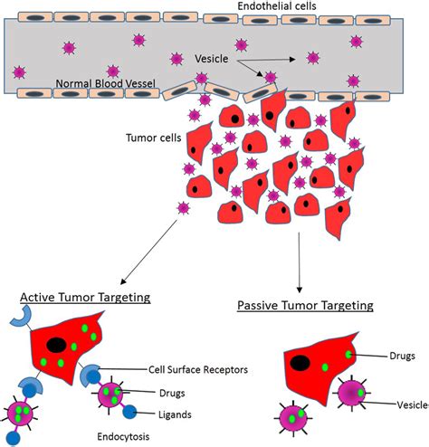 Passive And Active Forms Of Photosensitizer Ps Nano Drug Cancer