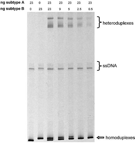 Figure From A Heteroduplex Assay For The Rapid Detection Of Dual