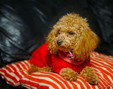 【獣医師監修】仔犬のエサの量と回数。成長に合わせてどう変えていくか Peco（ペコ）