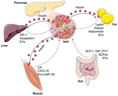 Biomolecules Free Full Text Multi Organ Crosstalk With Endocrine