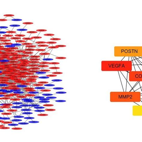 A Protein Protein Interaction Network Of The Differentially Expressed