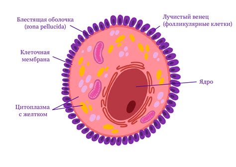Яйцеклетка рисунок (44 фото) скачать бесплатно