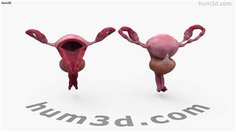 360 View Of Female Reproductive System 3d Model 3dmodels Store