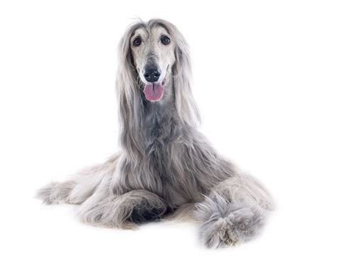 Afghan Hound Dog Breed Information & Characteristics