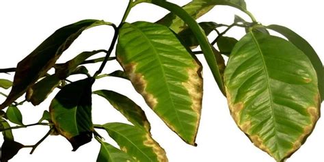 How To Treat Brown Spots On Plant Leaves Tips And Tricks Botan