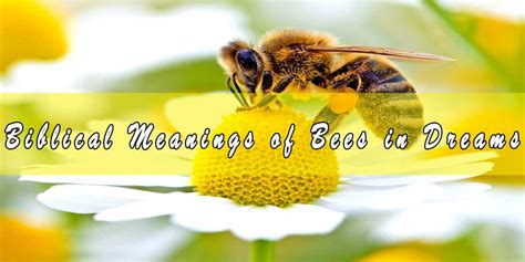 13 Biblical Meaning Of Bees In Dreams And Interpretation