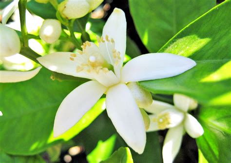 Compartilhar Imagens 74 Images Agua De Flor De Laranjeira Farmacia