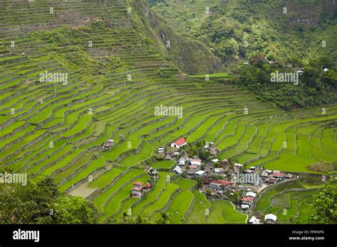 Cordilleras Banaue Unesco World Heritage Site Rice Terraces Of The