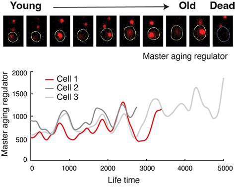 Scientists Engineer Longevity In Cells With A Hack That Extends