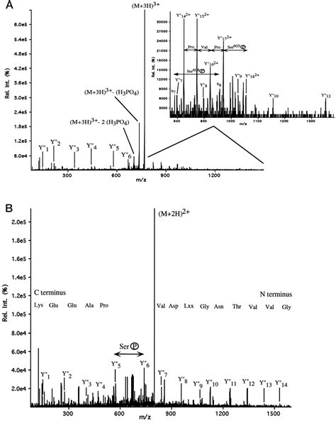 Identification Of Phosphorylation Sites On Neurofilament Proteins By