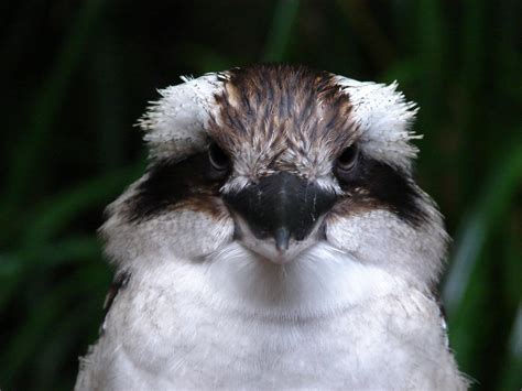 dsc kookaburras photographed  australia zoo  ma flickr