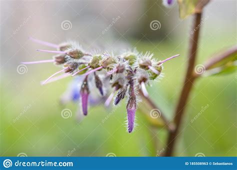 Macro View Of Borage Flowers With Selective Focus Stock Image Image