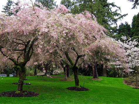 How To Grow A Cherry Blossom Tree Sc Garden Guru