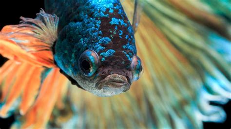 Betta Fish Popeye Swollen Eyes Causes Prevention Treatment