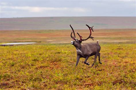 510+ Caribou Migration Stock Photos, Pictures & Royalty-Free Images ...