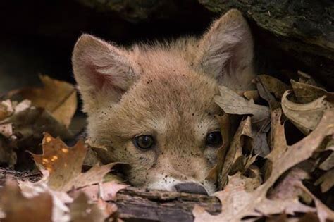 First California Gray Wolf Predation Event In Nearly 100 Years Recorded Protect The Wolves™