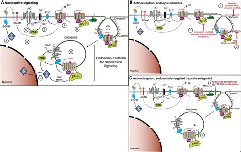 Neurokinin 1 Receptor Signaling In Endosomes Mediates Sustained