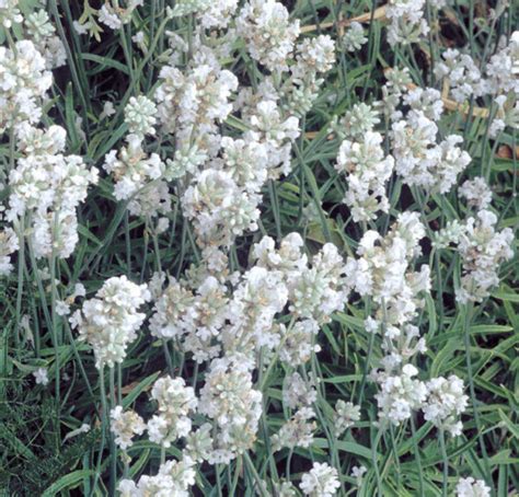 Lavandula Angustifolia Ellagance Snow SeedScape