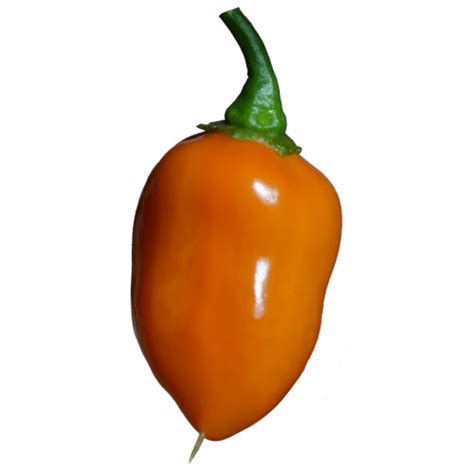 Habanero Orange Samen kaufen & selber züchten
