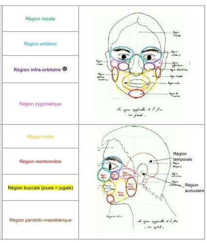 Anatomie De La T Te Et Cou Cartes Quizlet