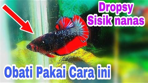 Cara Mengobati Ikan Cupang Sisik Nanas Youtube