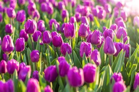 Field Of Purple Tulips At Sunset Floral Background Tulip Spring Flowers Concept Stock Image