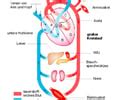 Biologie Stoffwechselphysiologie Herz Kreislauf System Karteikarten