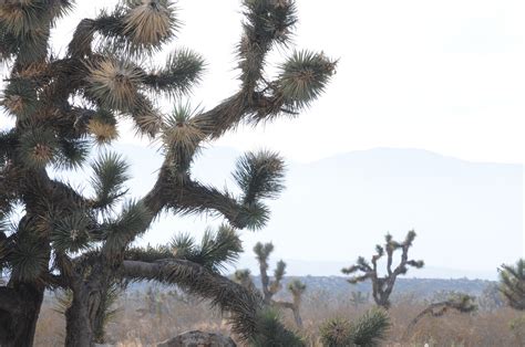 Joshua tree,cactus,desert,close-up,plant - free image from needpix.com