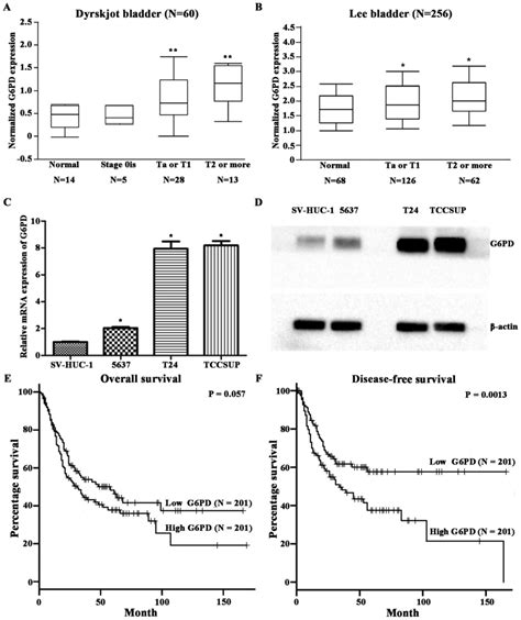 Modulation Of G6pd Affects Bladder Cancer Via Ros Accumulation And The