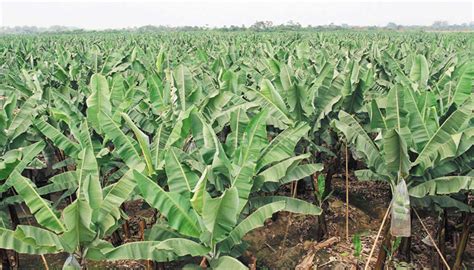 Cara Menanam Pisang Dengan Mudah Dan Tepat