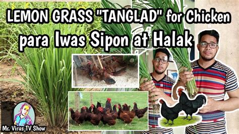 Paano Tanggalin Ang Sipon At Halak Sa Mga Manok Gamit Ang Lemon Grass O