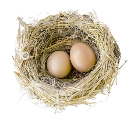 Bird Nest PNG Image | Nest images, Bird, Apple picture