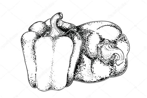 Pimienta Aislada Sobre Fondo Blanco En Estilo Xilograf A Boceto De