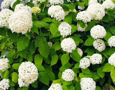 How To Grow And Care For Hydrangeas