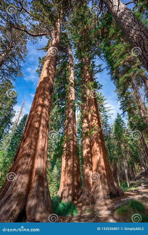 Giant Sequoias Near Yosemite National Park In California Stock Image