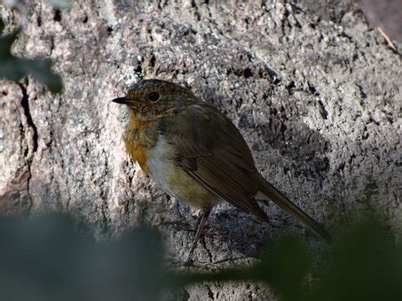 30 Free Forest Finch Finch Photos Pixabay