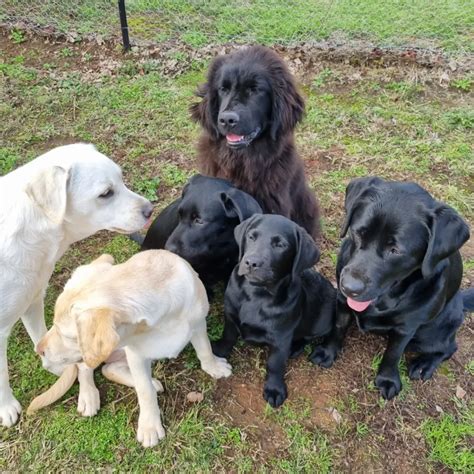 Labrador Feeding Chart By Age