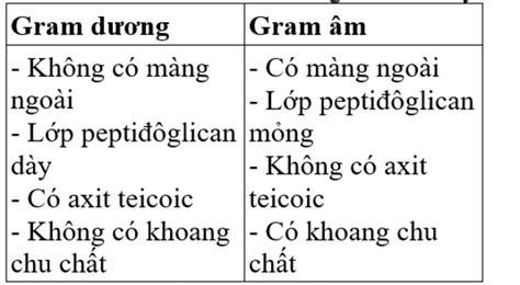 Trình Bày điểm Khác Nhau Về Cấu Tạo Giữa Vi Khuẩn Gram Dương Và Vi