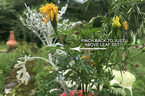 How To Deadhead Plants To Promote Blooms All Season Long Di Stefano