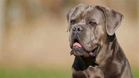 Cane Corso Colors: Common & Rare Coat Types Explained